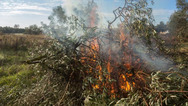 Setting olive trees on fire is a specialty of Israeli settlers 