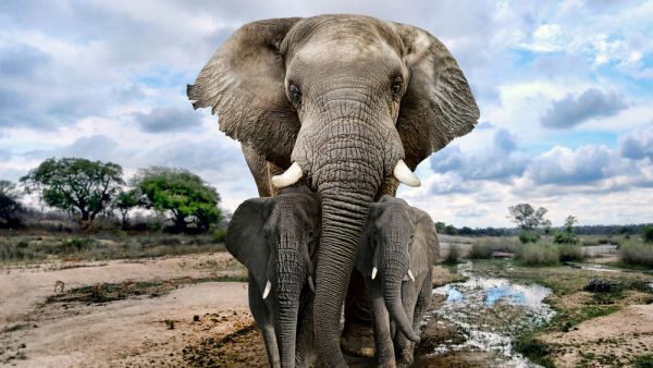African Elephants in Africa 