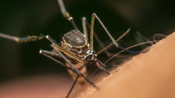Macro of mosquito
