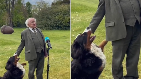 President of Ireland’s dog stole the spotlight during the leader’s interview