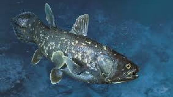Coelacanths prehistoric fish 