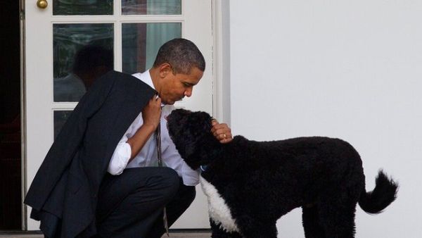 Bo, the Obamas' Family Dog, Dies