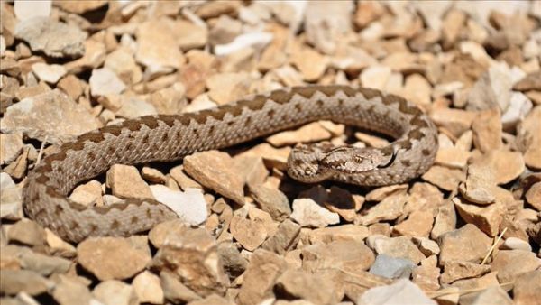 Anatolian meadow viper