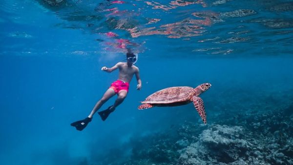 hawksbill turtles 