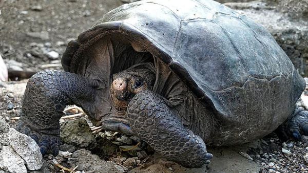 Giant tortoise found on the Galapagos islands