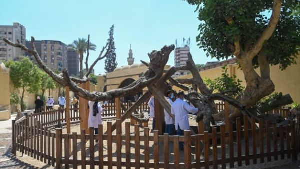 Virgin Mary Tree area