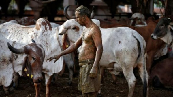 Covered in cow dung  
