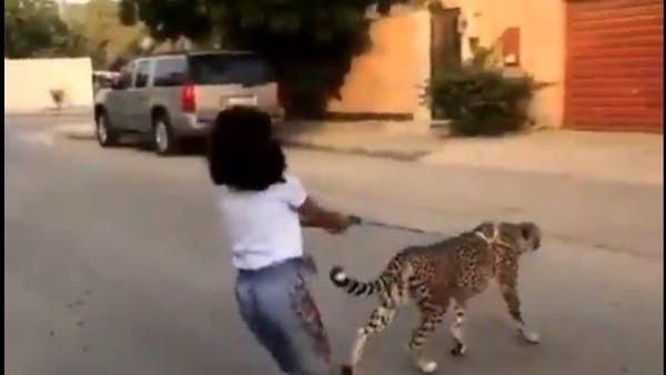 طفلة تقود فهد في السعودية