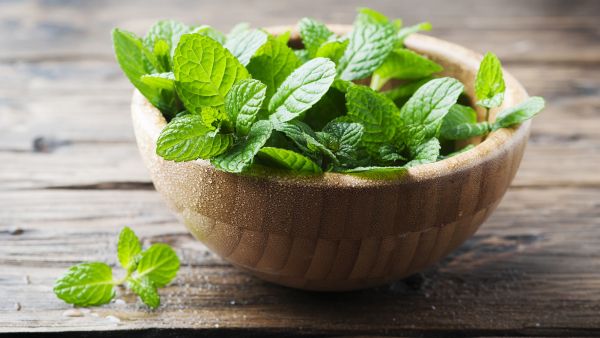  استخدم النعناع منذ القدم كعشبة طبية، ولا يزال يستخدم في العديد من التطبيقات الصناعيّة والغذائيّة
