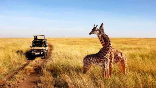 Wild giraffes
