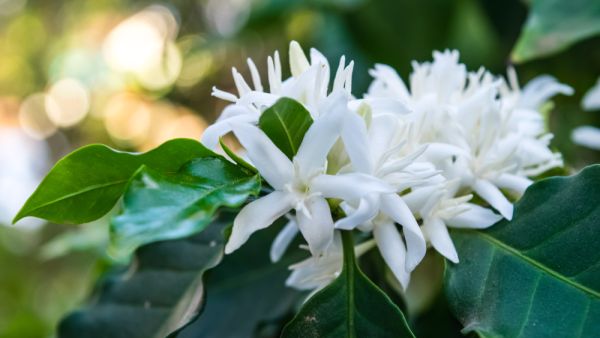Coffee tree blossom 