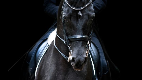 stallions 