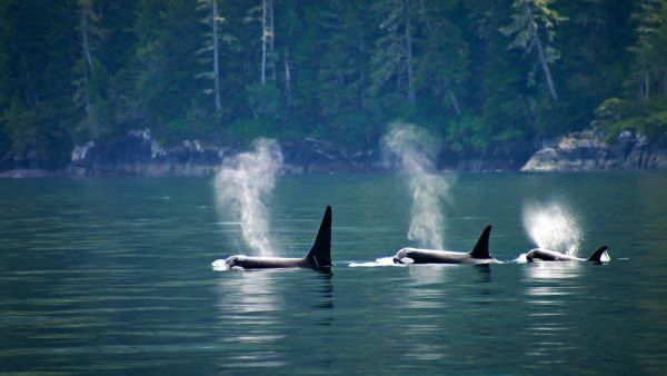 Killer whales