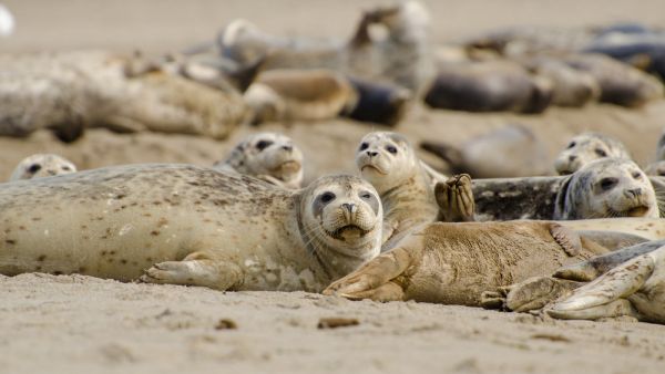 Harp Seal Colony resting on a beach