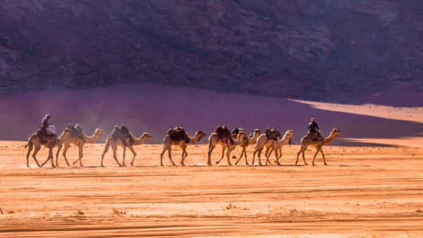Camels caravan in majestic Wadi Rum