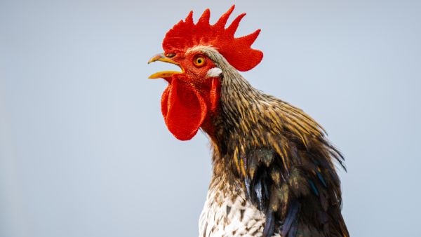 Close-up portrait of a singing rooster 