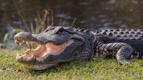 Alligator in a Fire station