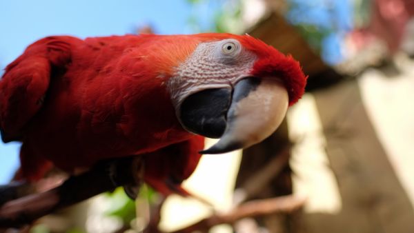 Parrot looking down while perched on branch curious about people