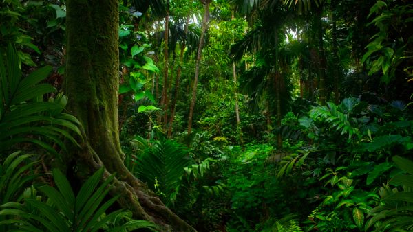 Tropical jungles