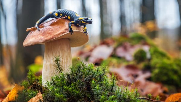 Spotted fire salamander sitting on cep mushroom.