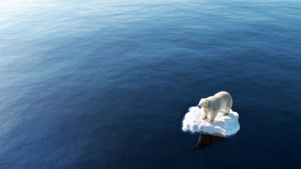 Polar bear on ice floe