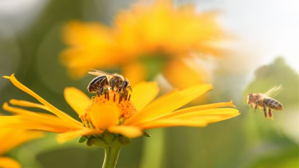 Bee and flower