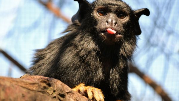 Red-handed tamarin