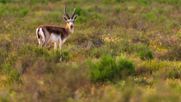 Persian gazelle