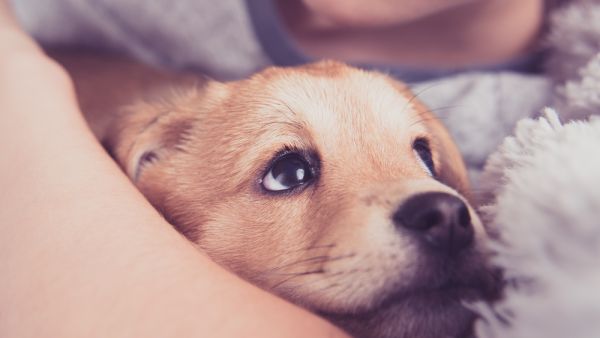 mixed-breed puppies
