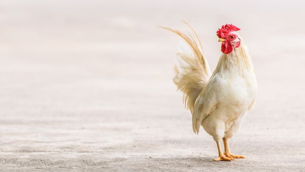 Real White Farming Poultry Chicken