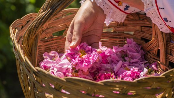 Taking a one flower from a basket filled with pink roses