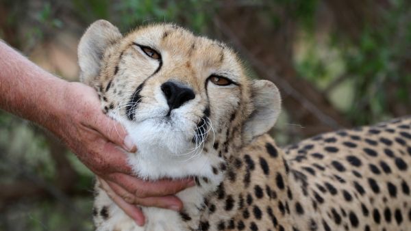 pet cheetah