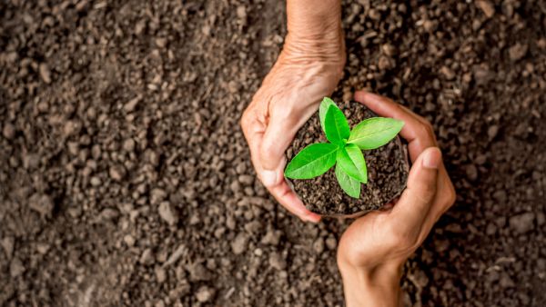 man are about to be planted in the fertile soil