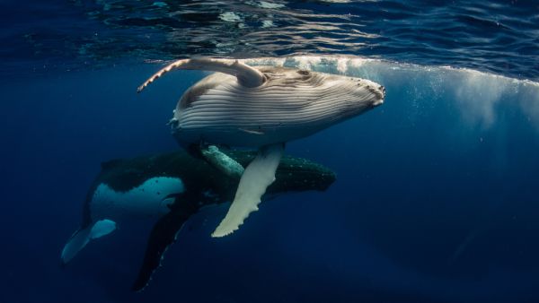 Humpback Whale and Baby