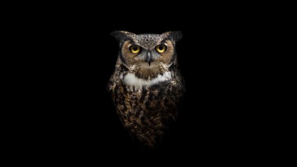 Owls may have inherited their night-hunting abilities from dinosaurs