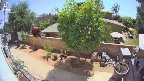 A California woman pushes a bear off the fence to save her dogs