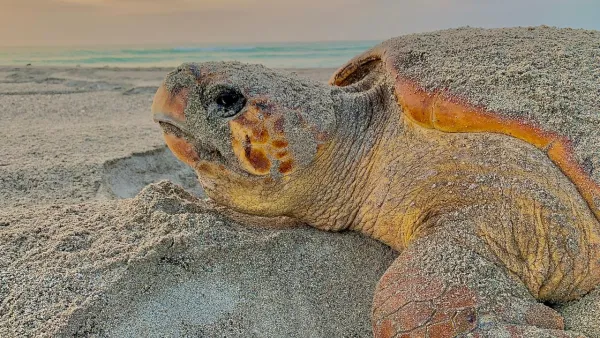 World Sea Turtle Day, A Timely Reminder That Oman’s Sea Turtles Need Saving