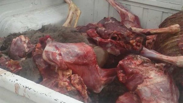 حمير مسلوخة