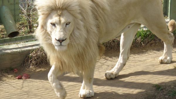 White lion 