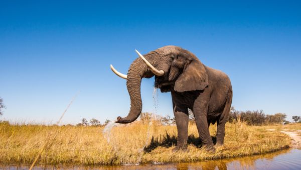 Wild African Elephant Drinking Water