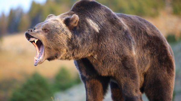 Brown bear hurts 4 in Japan