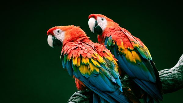 Pair of big parrot Red Macaw 