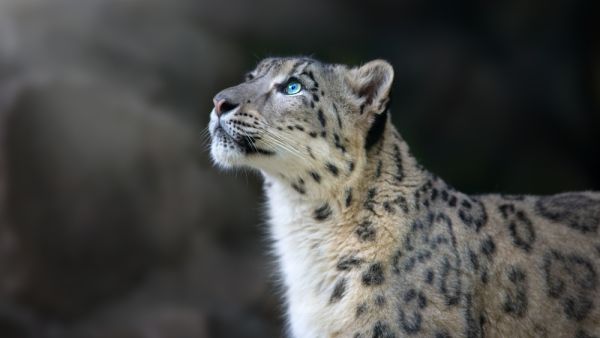Snow leopard 