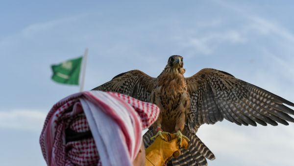Arabic man from Saudi Arabia wears traditional clothes and holding trained falcon