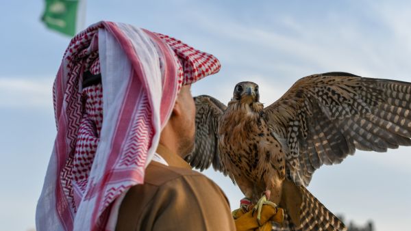 Arabic man from Saudi Arabia wears traditional clothes and holding trained falcon