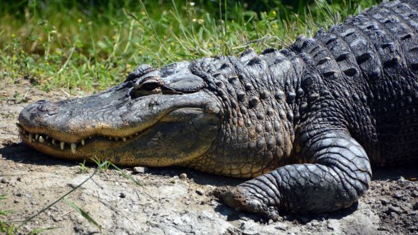 7-foot Alligator wanders into Florida post office.