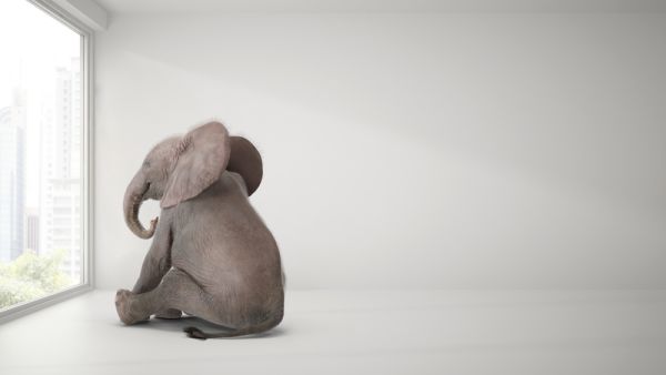 baby elephant sitting in room and watching city