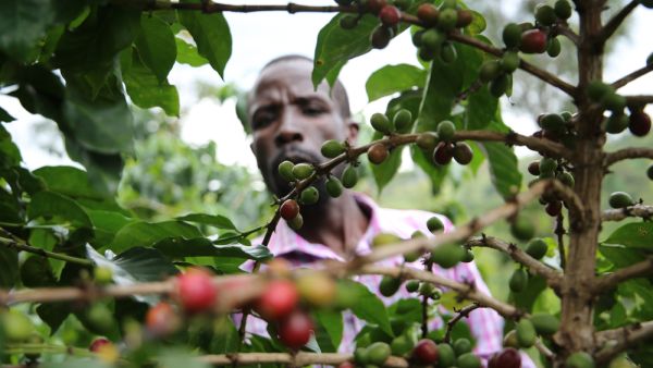A farmer picks coffee berries in his farm