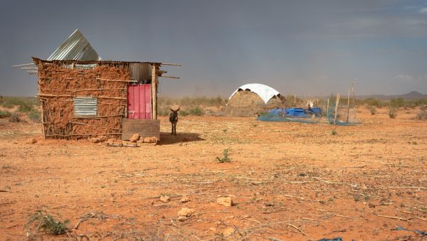  A very hot day, donkey is hiding in shadow of mud hut shelter during sandstorm disrupting life in refugee camp, blowing dust.