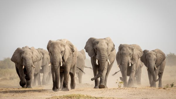 Large elephant herd walking in dust 